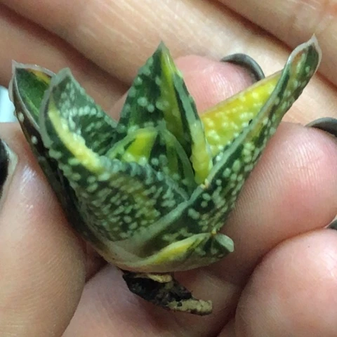 达摩旋转蜗牛锦少根哈哈