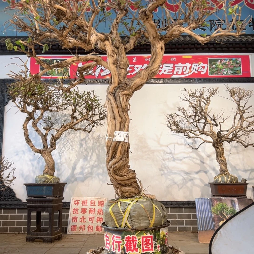 无花朵金银花88888