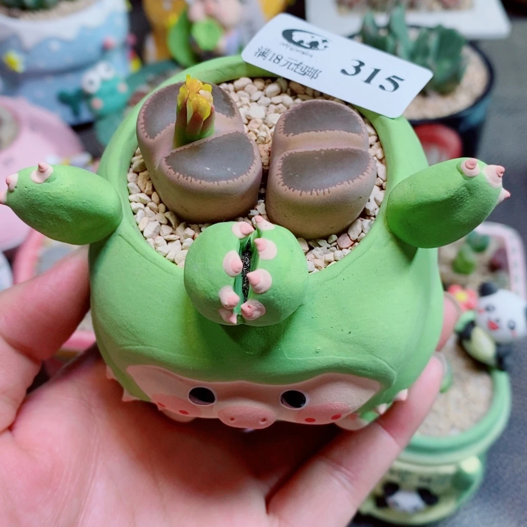 生石花花花花花花花315