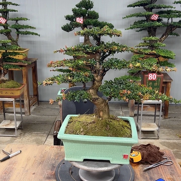地***勒无花朵红芽这珍珠罗汉松