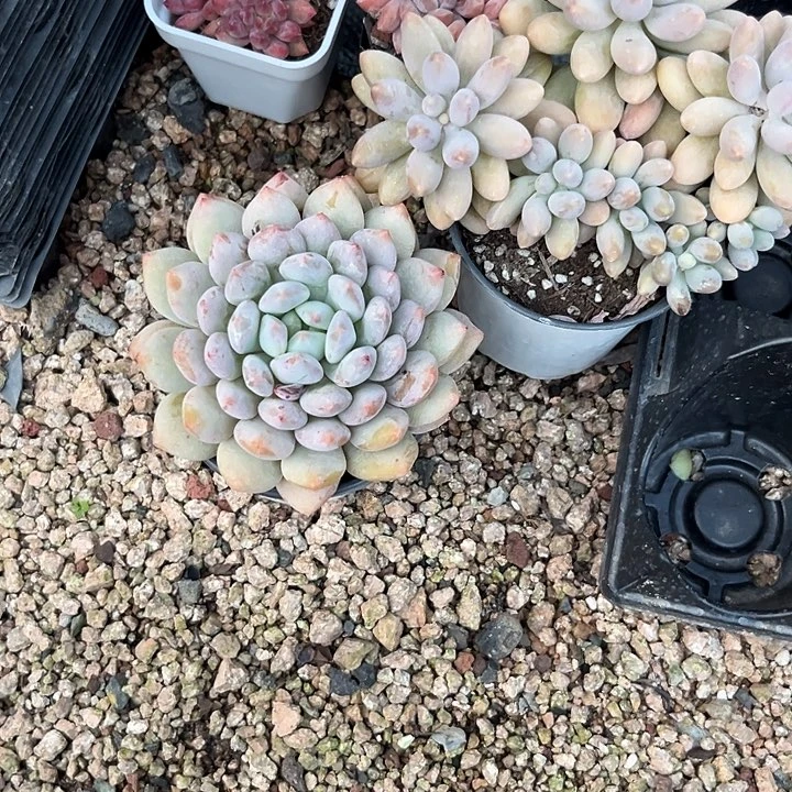 璎****汤圆半夏等4:668899“lll