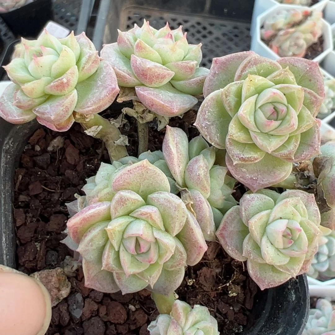 小卡拉米糖心一物一拍
