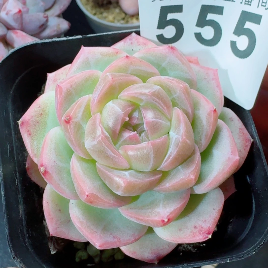 瑶池      愿你一路坦途，乘风破浪展宏图