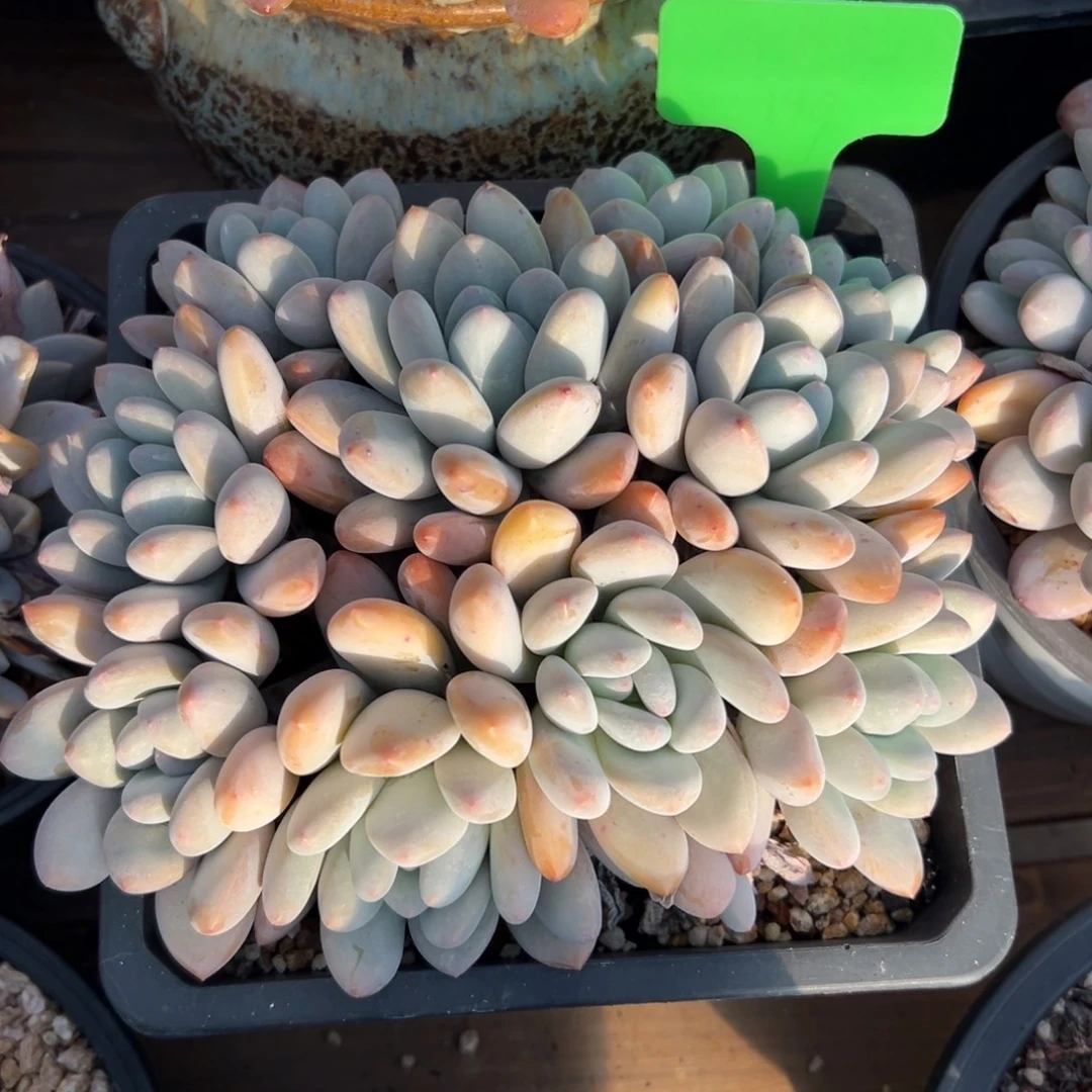 特价香水11111111111111