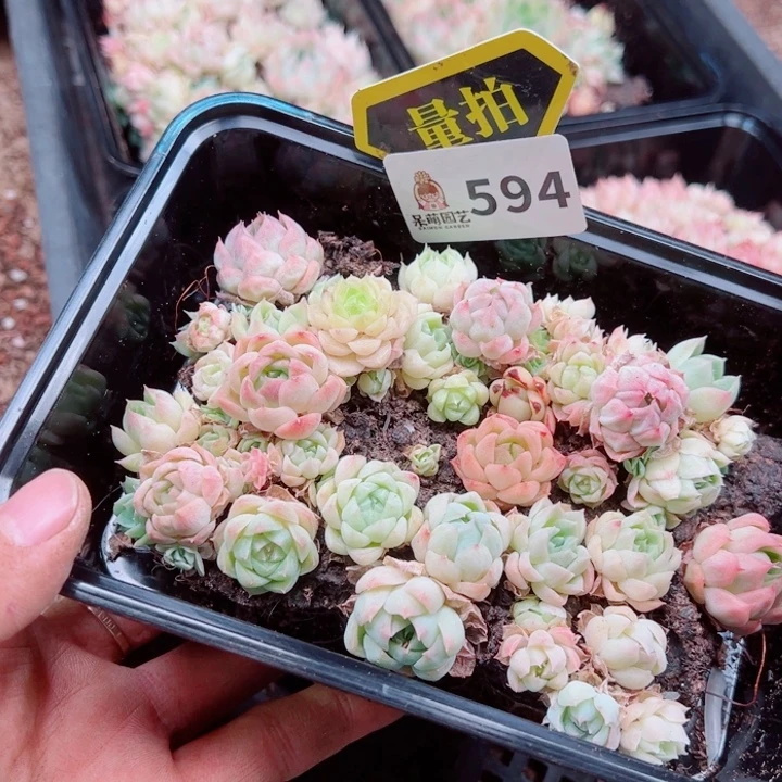 多肉植物多肉植物