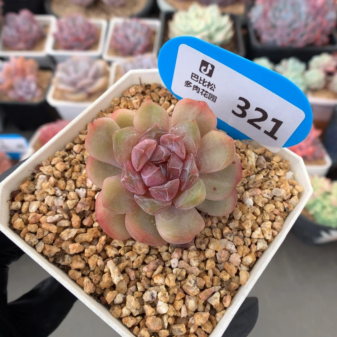 321 红色恋人石化多肉