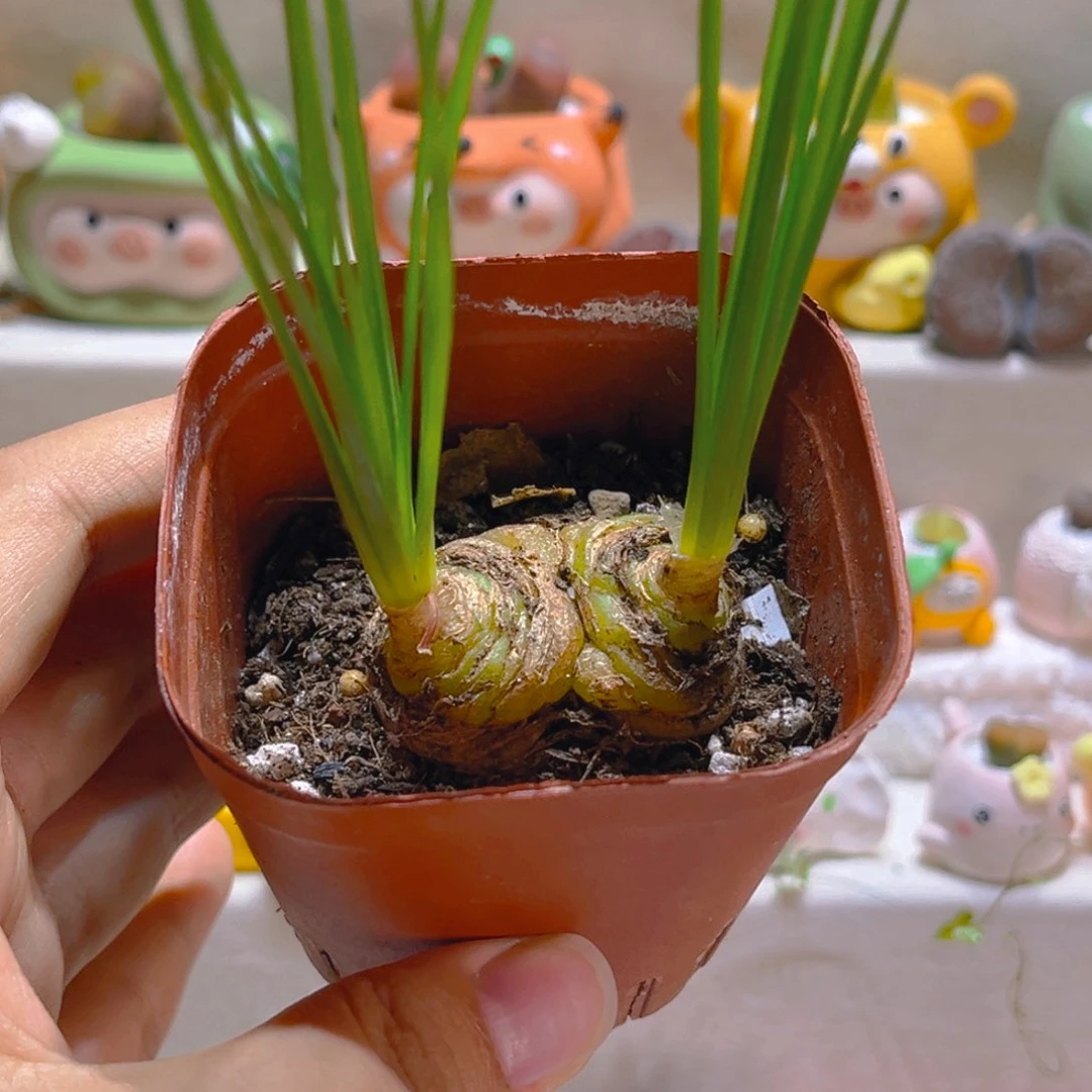 103双头细叶弹簧草