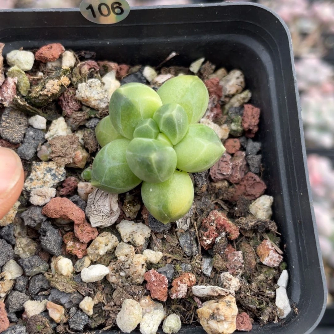 千代田之松锦多肉植物