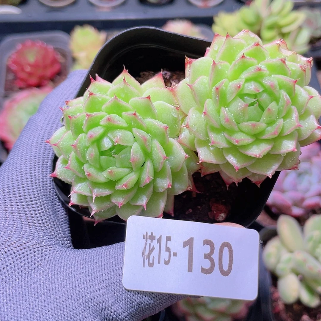 花利美15-130海王