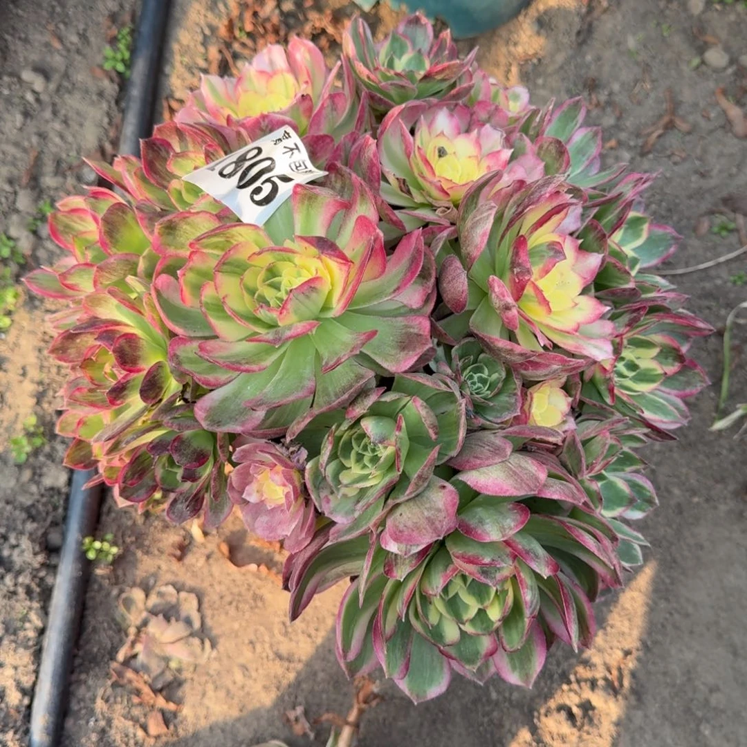 17-3法师海仙1805