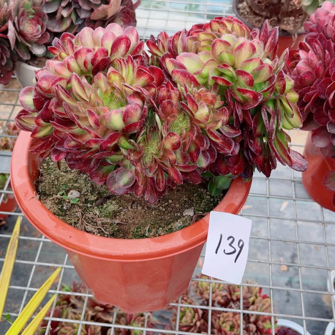 零**雨139海珊瑚缀化和魅影中斑两颗多肉