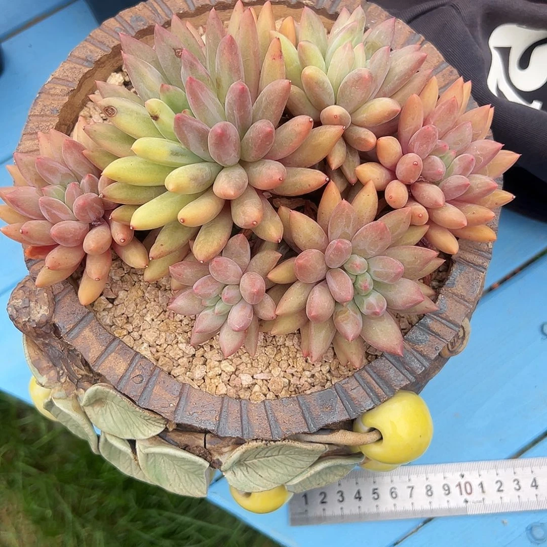 让****儿红蜻蜓锦1111111111111111