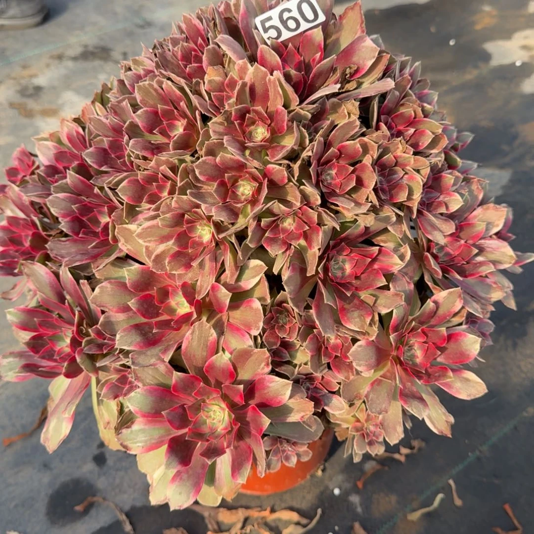 560多肉植物浣纱多肉