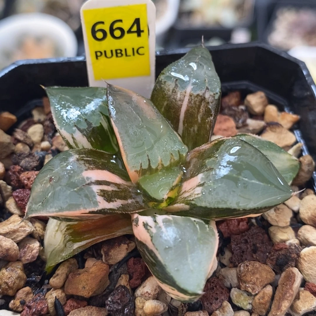 不开花植物664龙禧