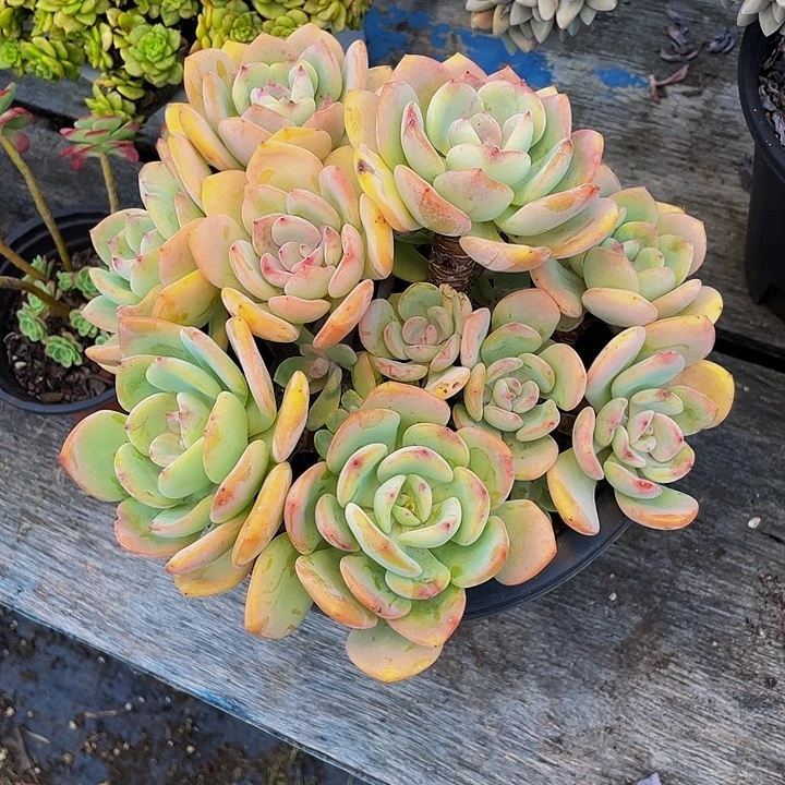 七***️多肉植物白月光发货
