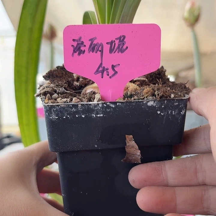 无花朵洛丽塔朱顶红直径4.5