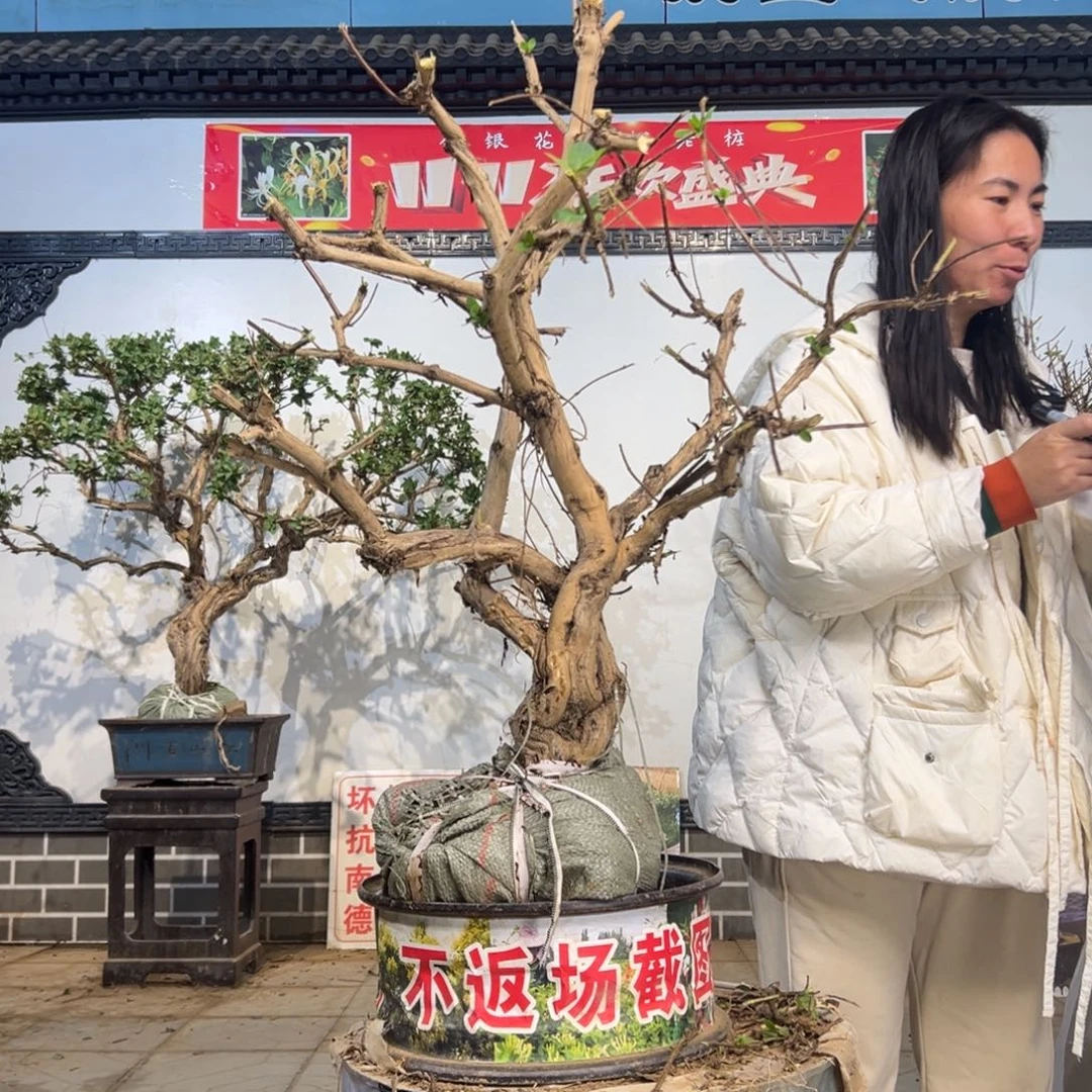 无花朵金银花55888888885