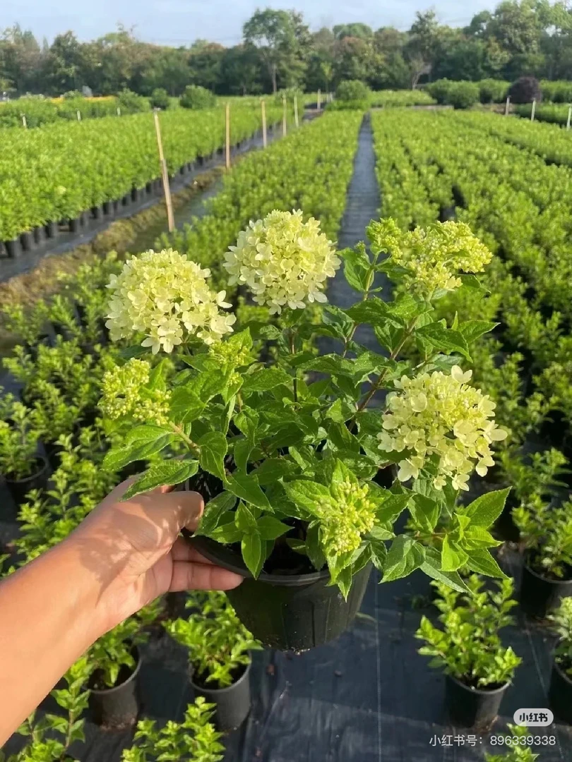 活力青柠绣球盆栽