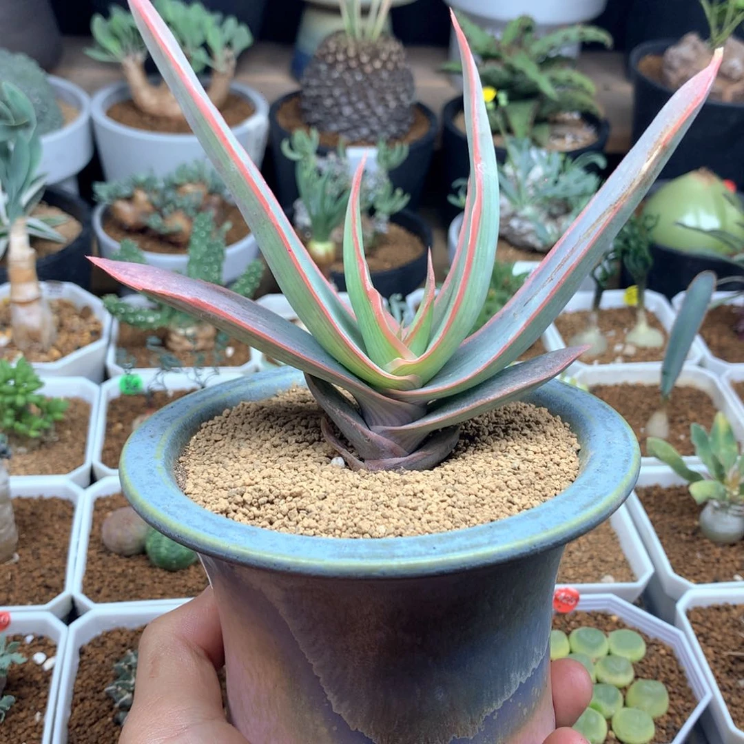 银芳锦芦荟多肉脱土