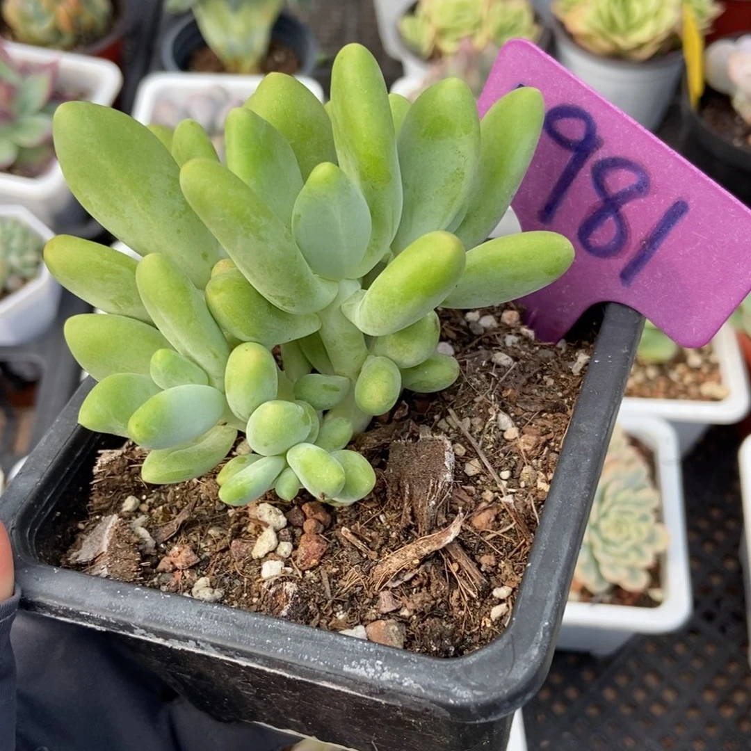 981芒果奶多肉植物