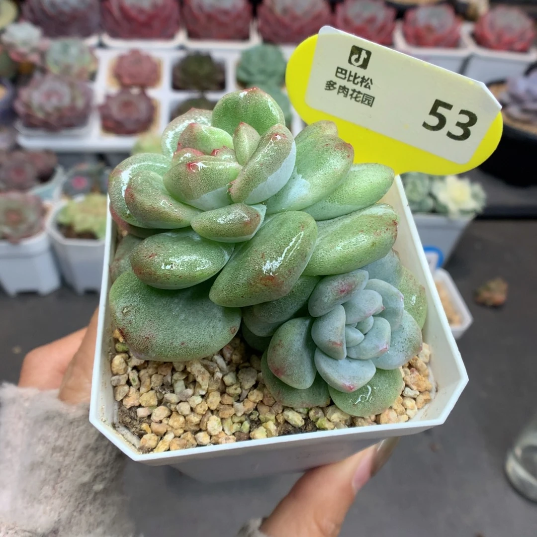 53双头冰玉石化多肉植物