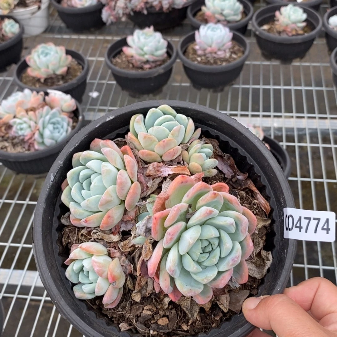 4774冰玉多头一物一拍