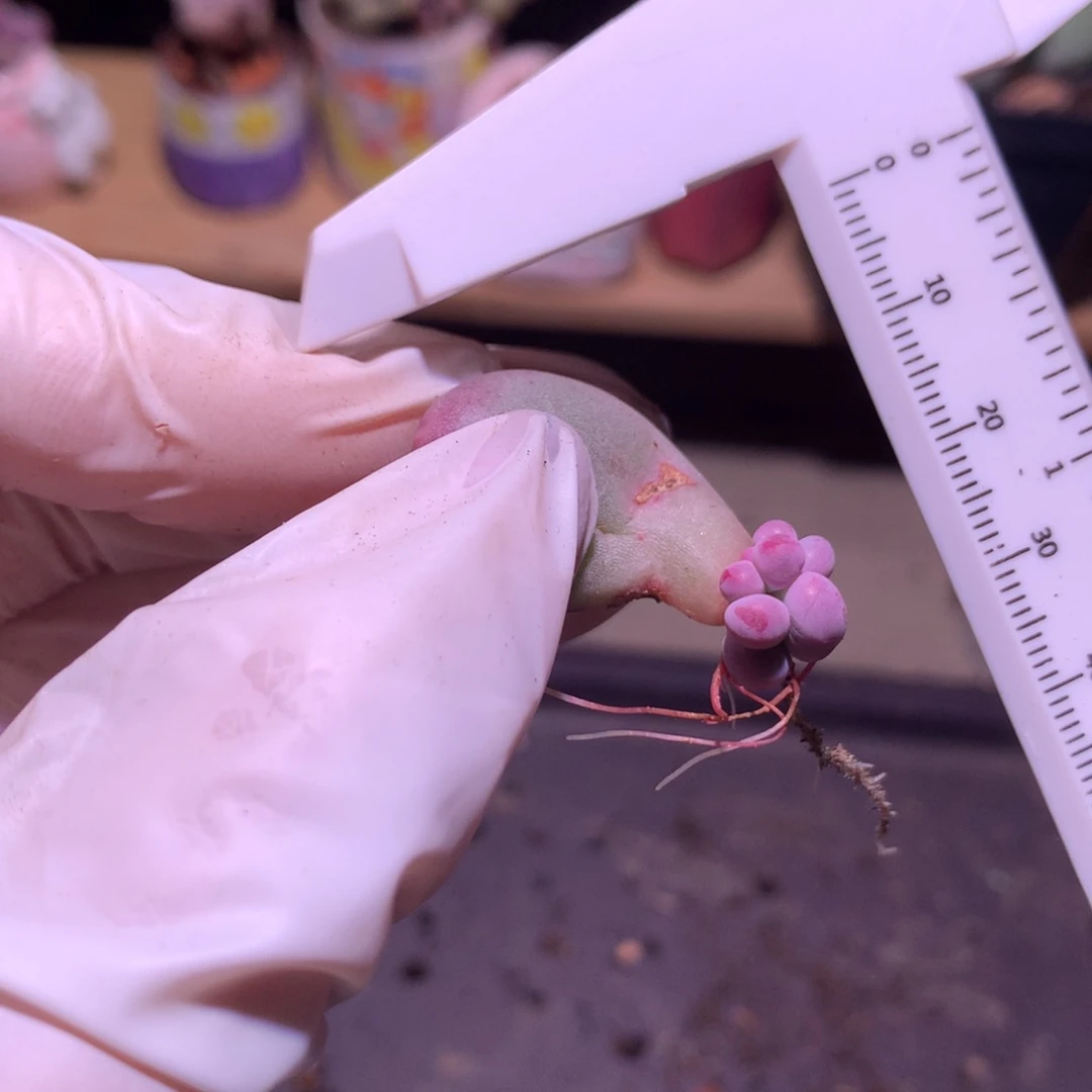 米可奶酪多肉 米可奶