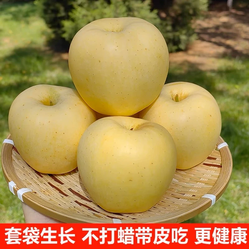 【甘味甄选】甘肃黄金维纳斯苹果当季整箱现摘冰糖心年货送礼