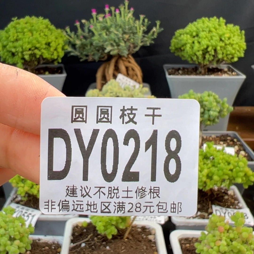 【闪购商品】居****羊dy0218小白菜预付2