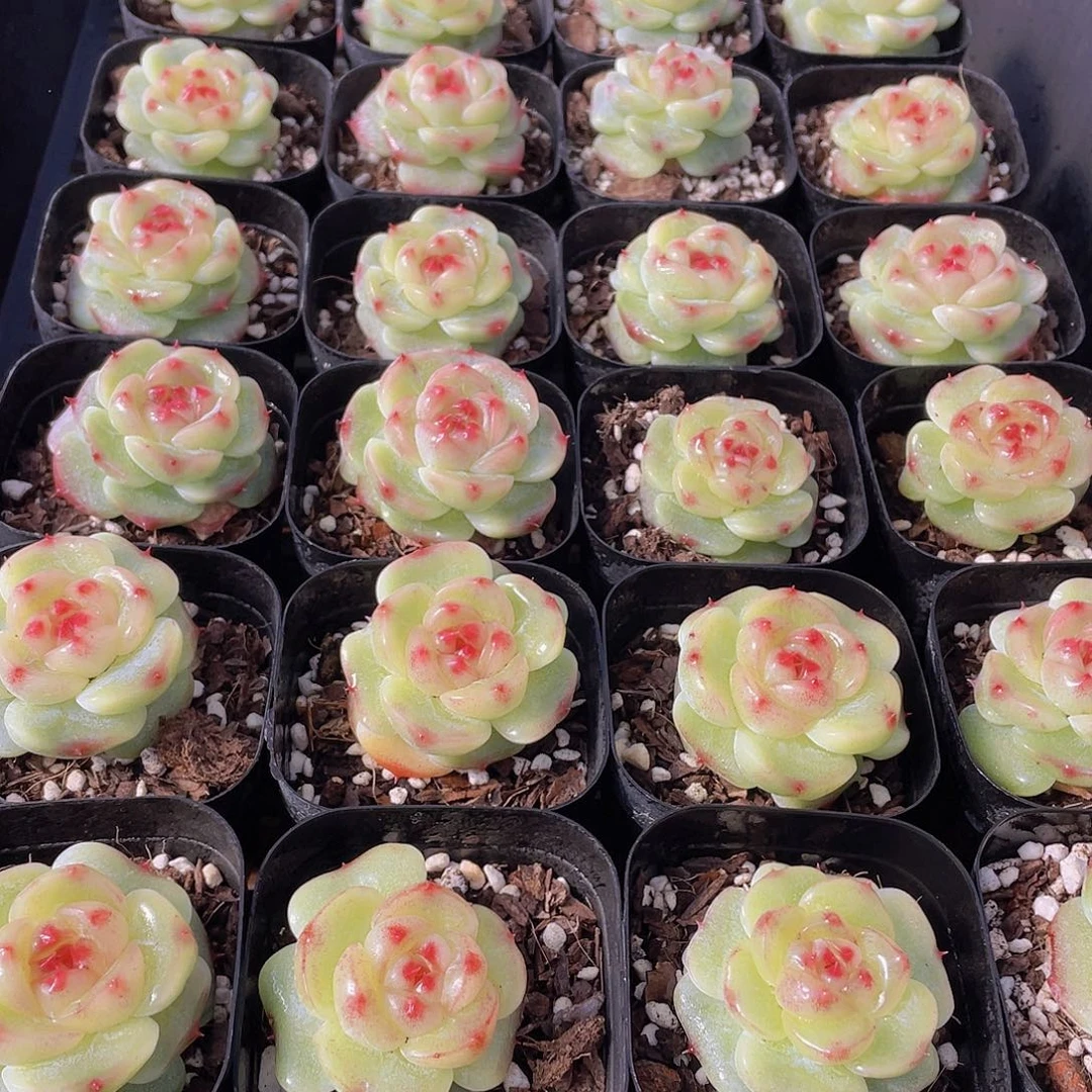 量拍149号 绿菩提珍妮单头一个