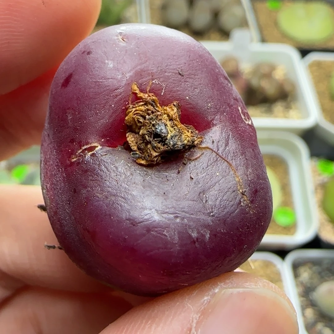 漂漂亮亮多肉植物277