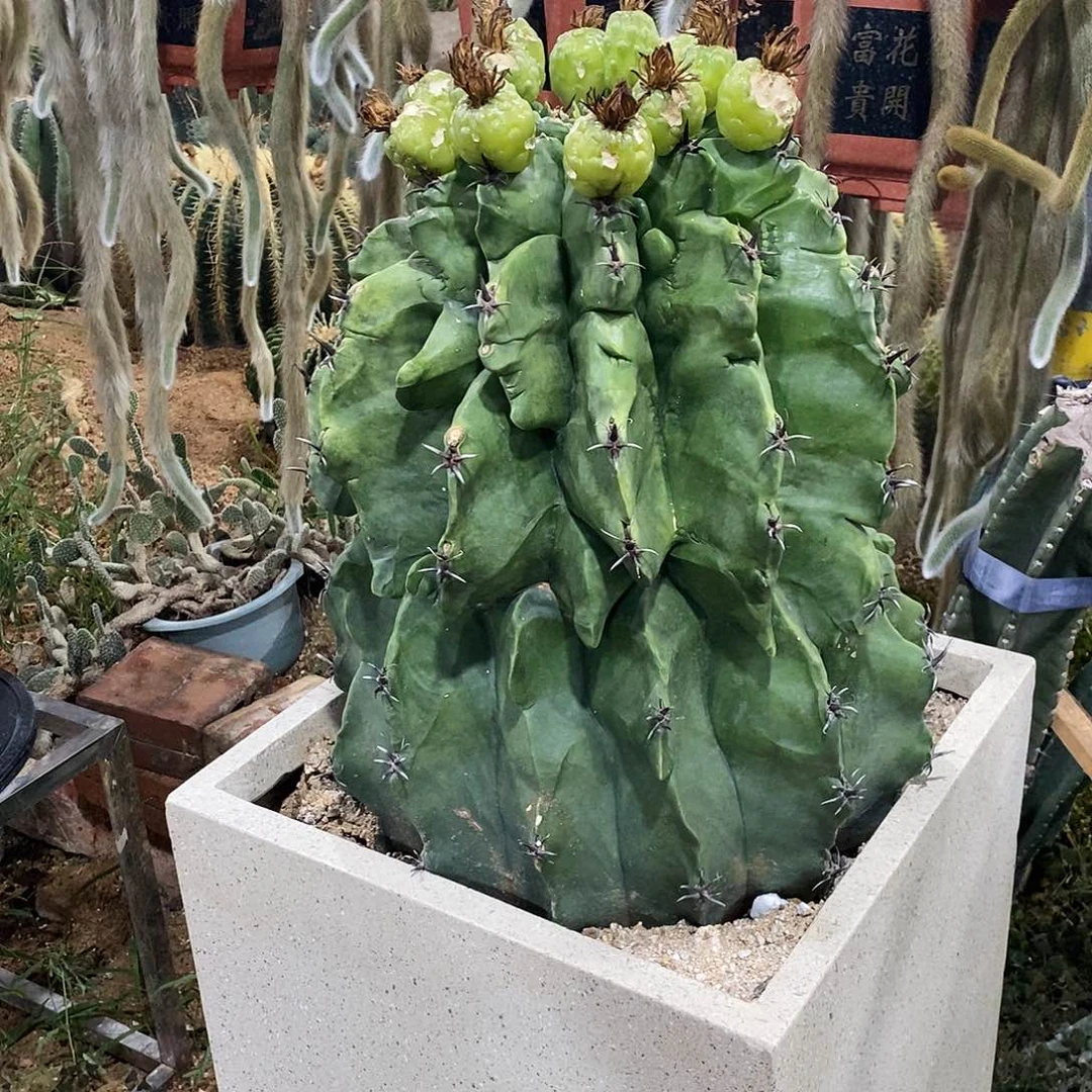 木***易0900000000000000000