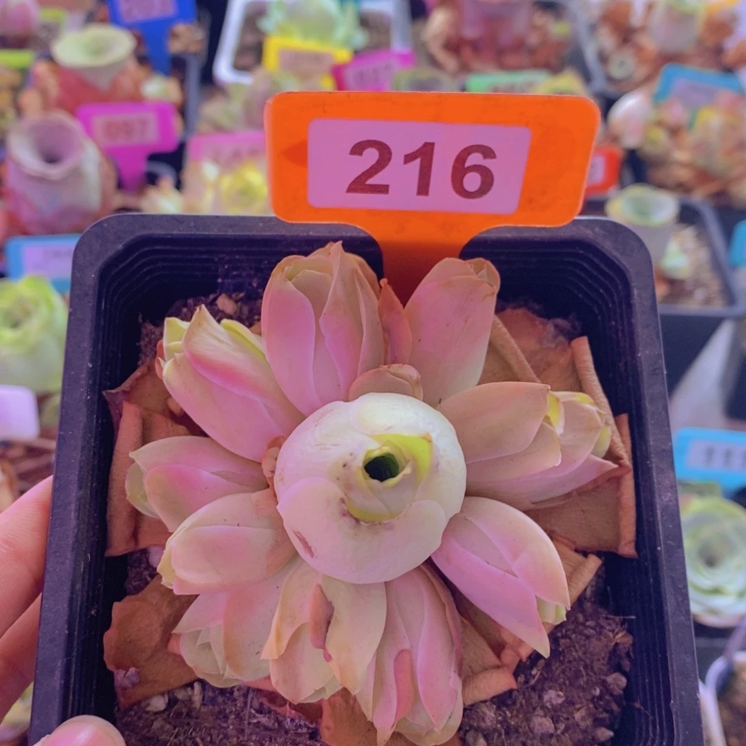 山地玫瑰一物一拍清秋216