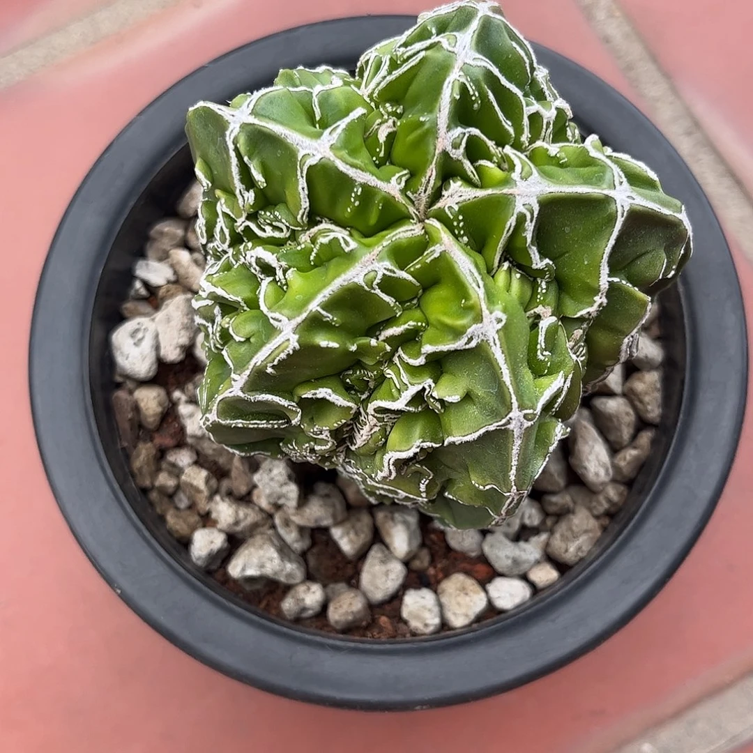 刘***少仙人球鸾凤玉实生