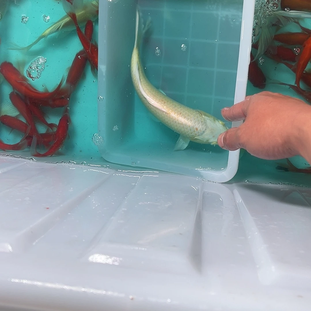 锦鲤包邮，包损，53