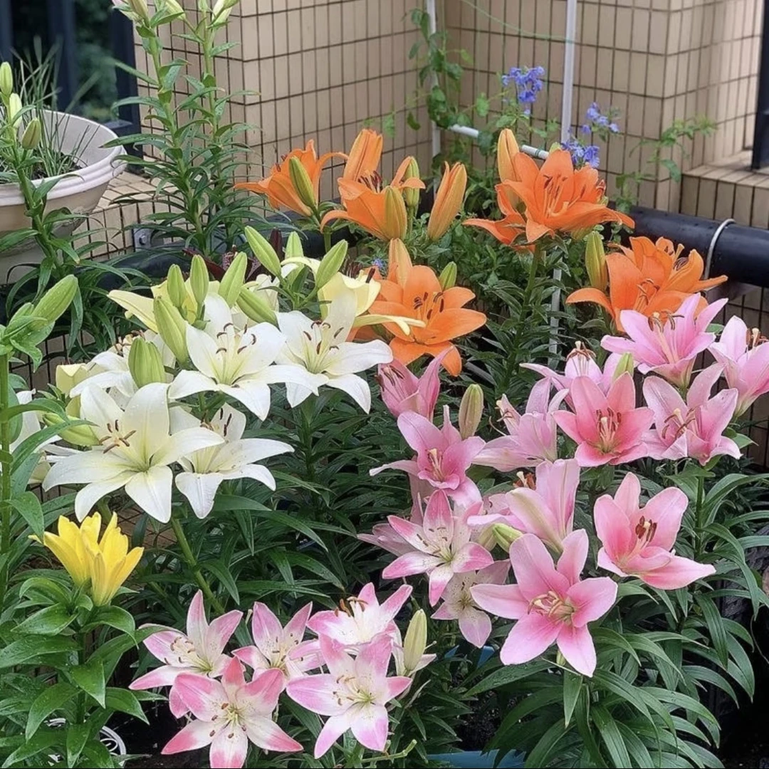 小盆百合盆栽 好养