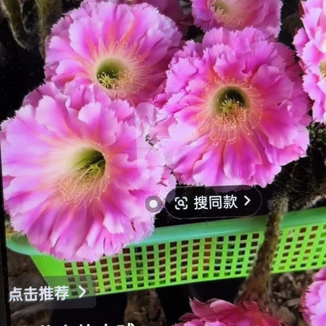云端彩侧牙20包邮仙人球16