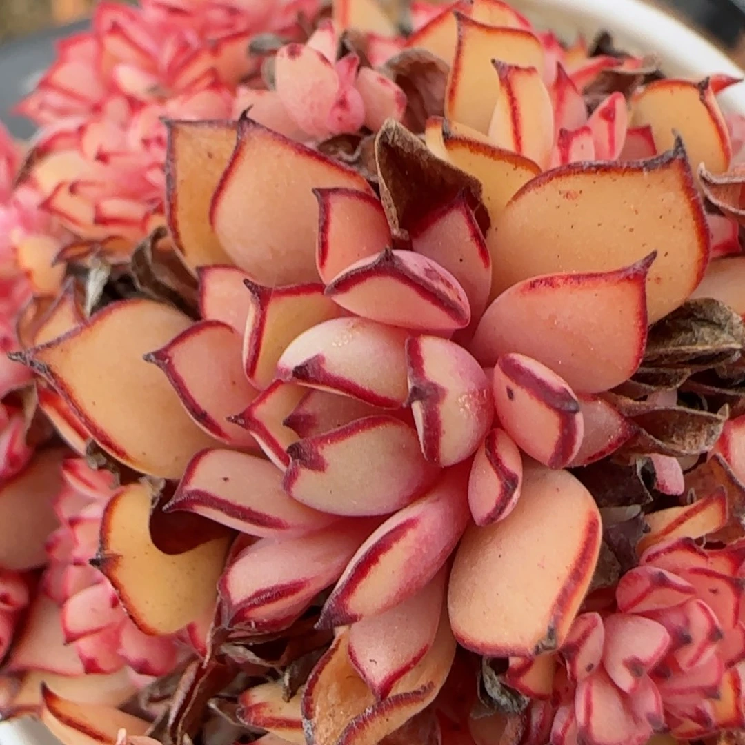 花语逸境0209-281