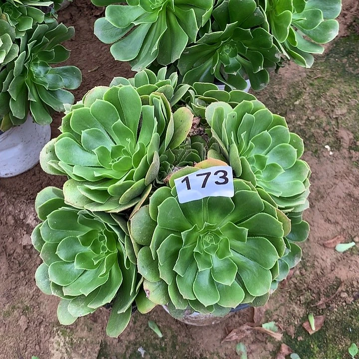 无花朵173绿杨蓉北头