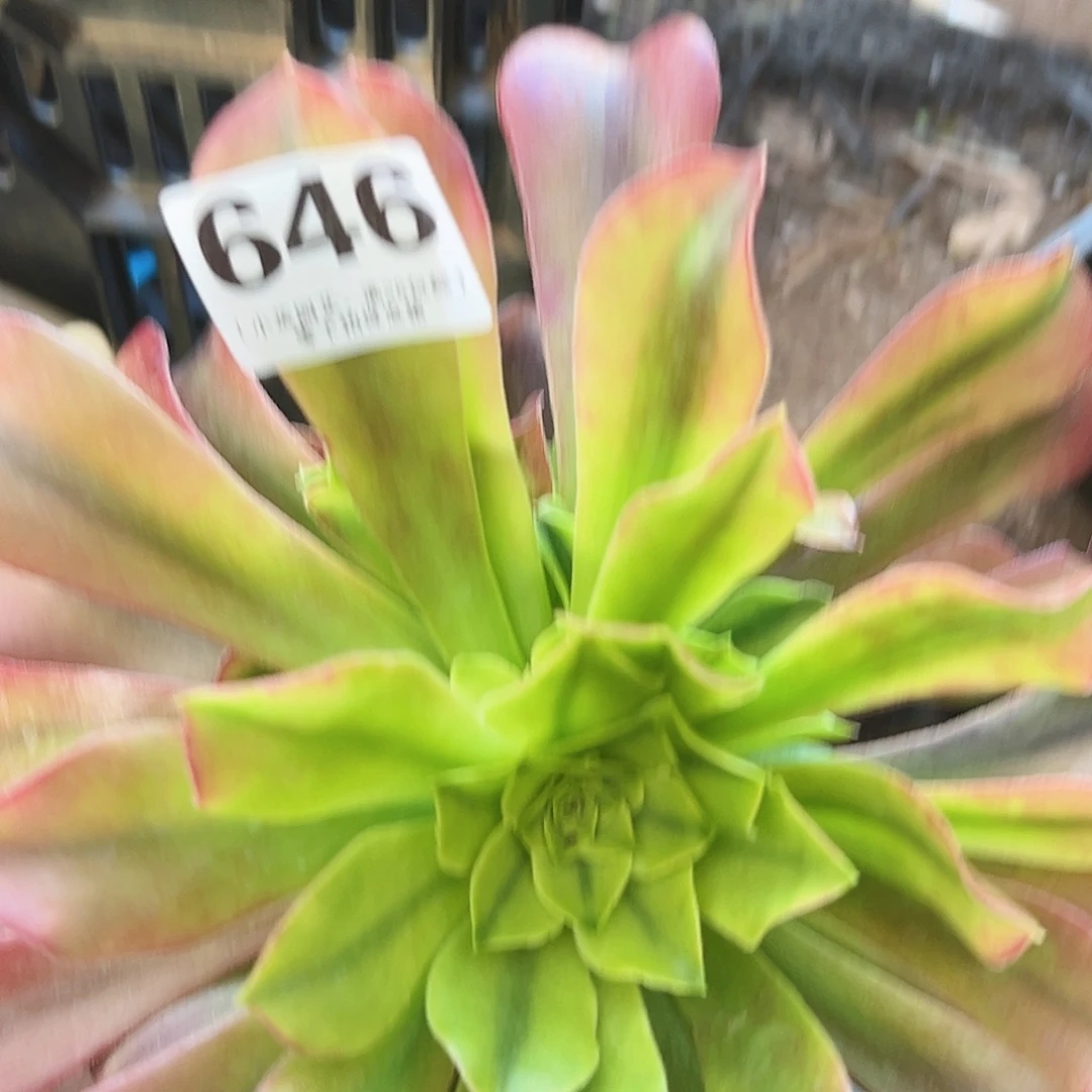 多肉植物多肉植物646