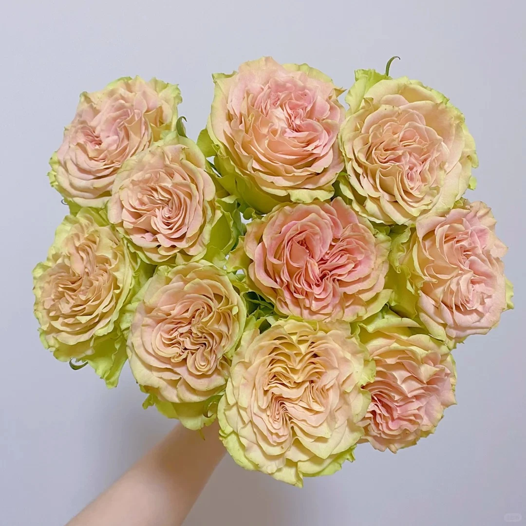【上官婉儿】一单包邮 两单升级顺丰//德邦 云南鲜花基地直发