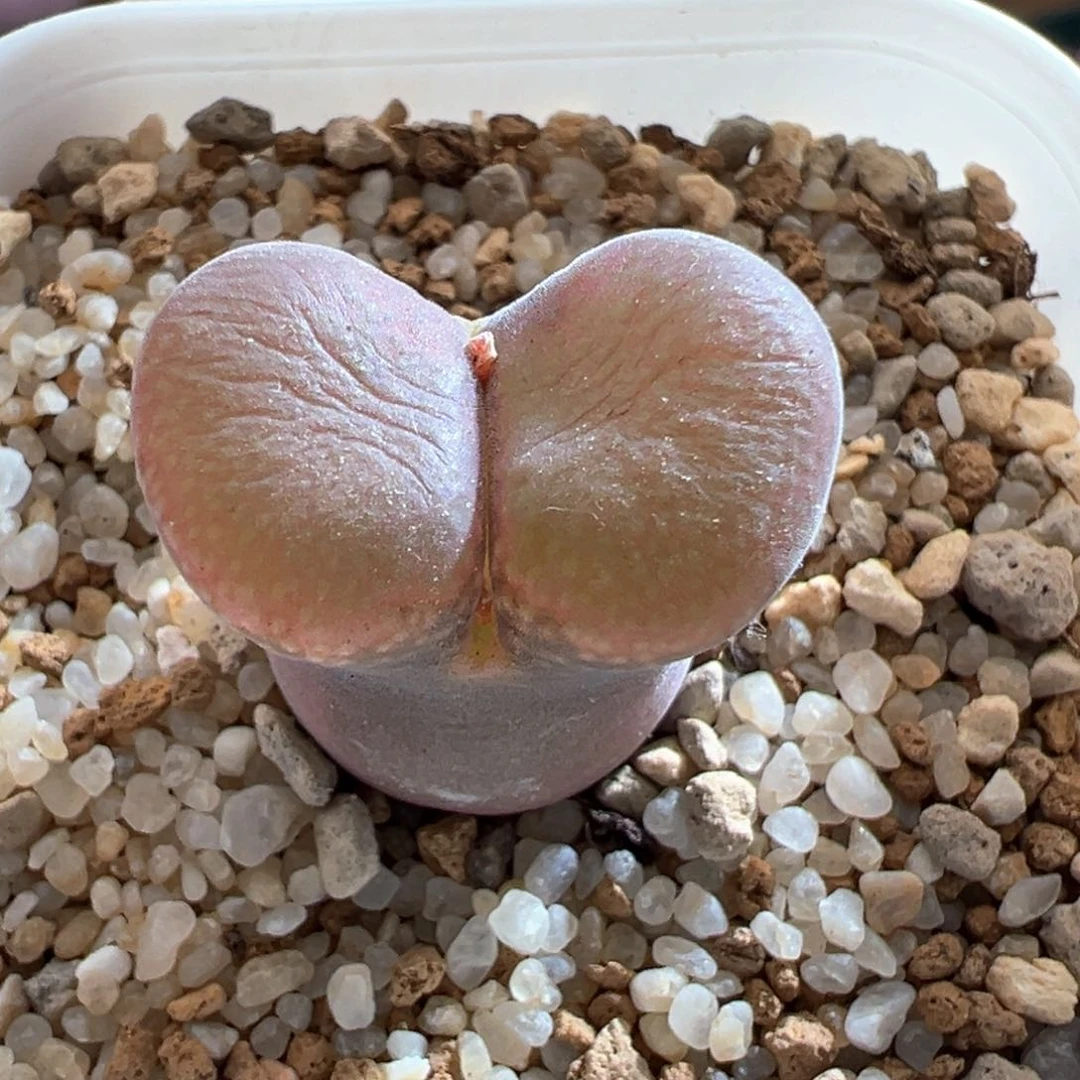 ?**万81优选pnsp四年半一颗