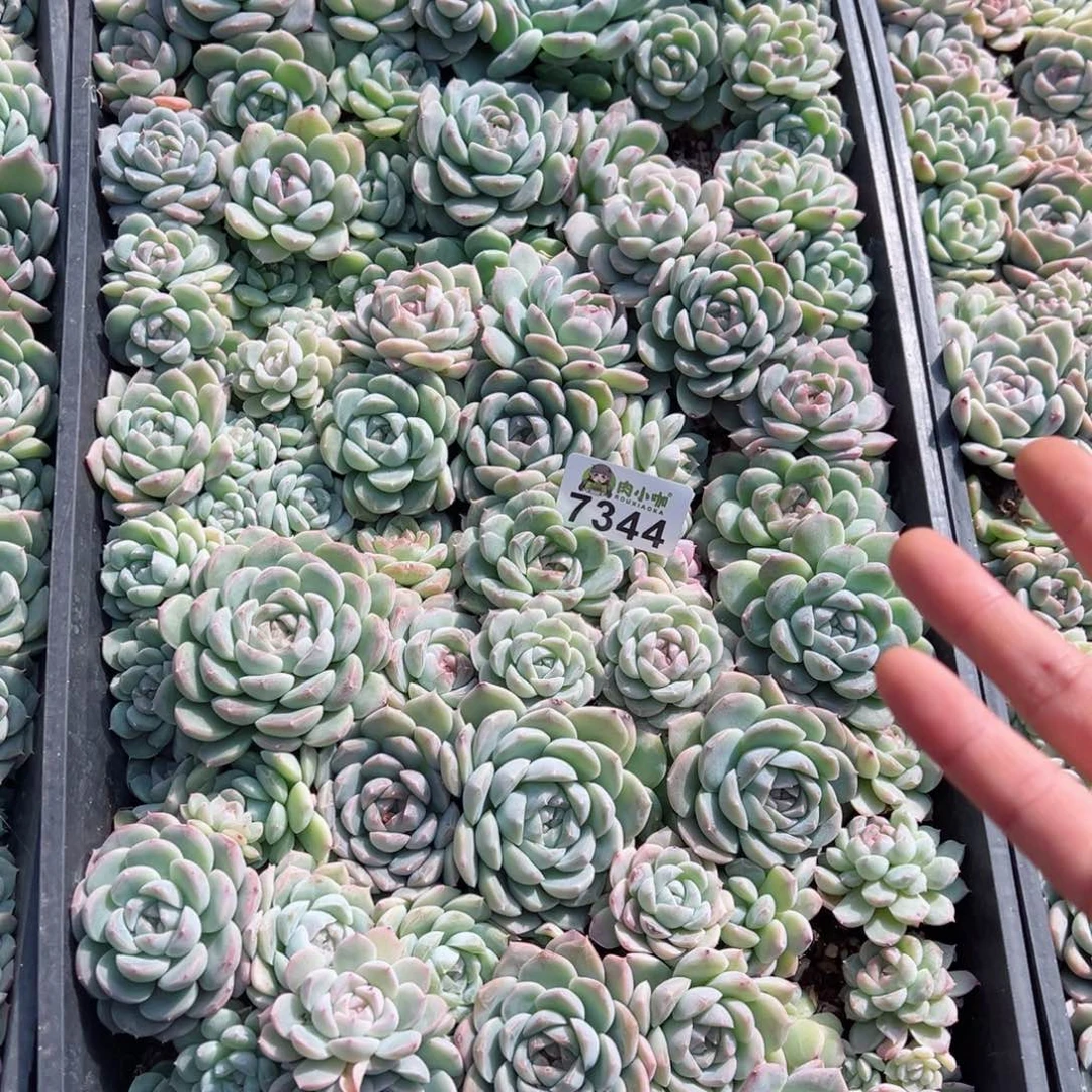 原****啊多肉植物多肉植物