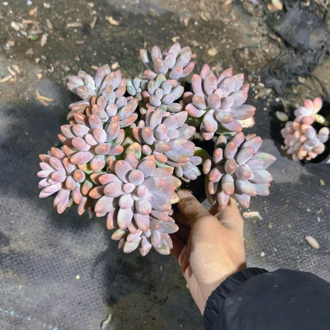 粉色恋人新疆包邮14cm整群