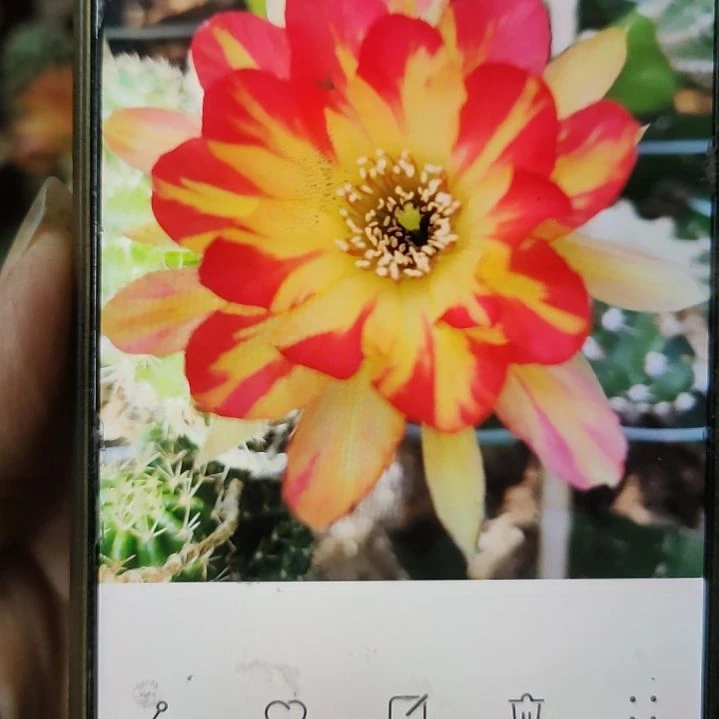 仙人球丽花火凤侧芽4公分以上
