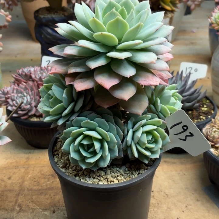 多肉植物，恋曲193号