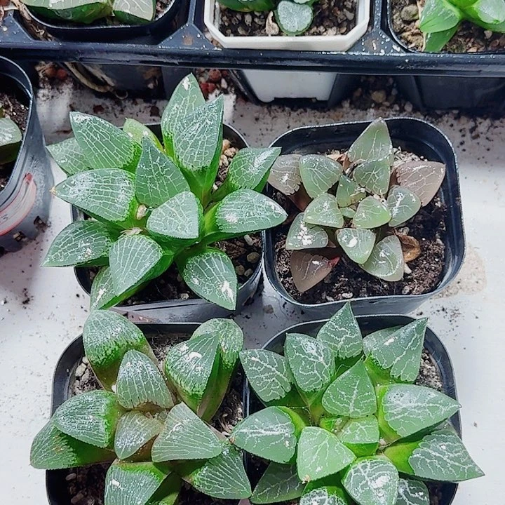 天***骨无花朵十二卷实生寿 福利4颗福利