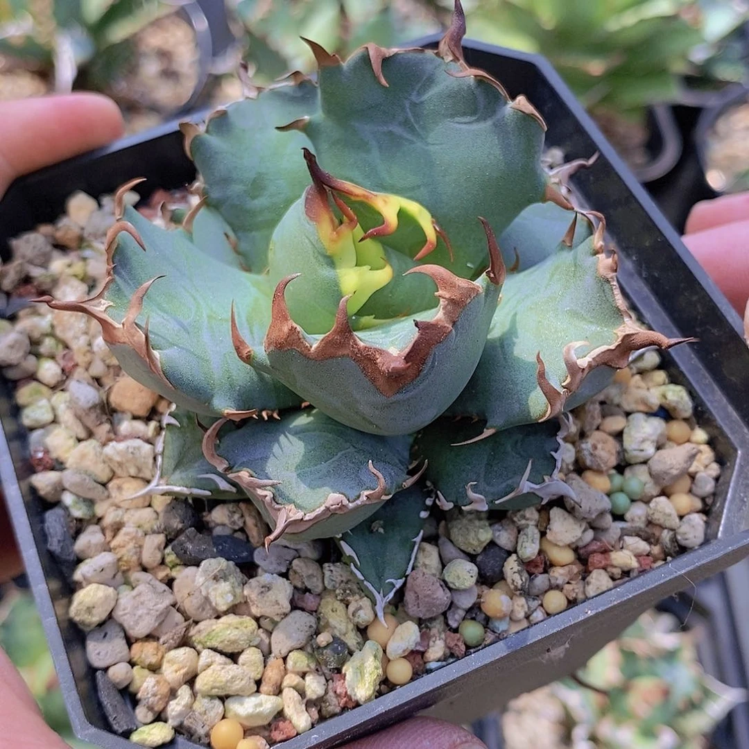 龙舌兰仁王冠 姬仁