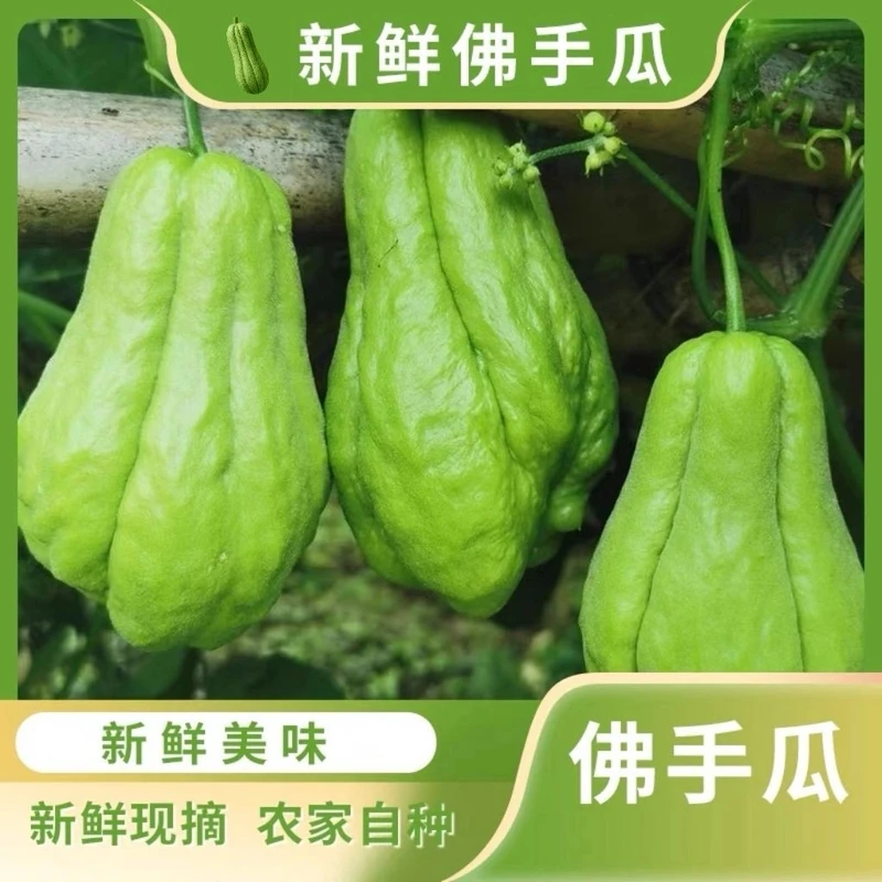 2025云南新鲜佛手瓜现摘嫩洋丝瓜农家自种露天蔬菜产地直供