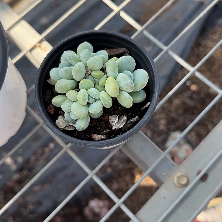 青蛙王子儿童牙膏1110